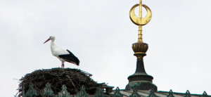 Storch und Halbmond