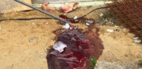 Abgetrennter Schweinekopf und Blut vor der Ar-Rahman Moschee in Mönchengladbach © Facebook, bearbeitet by IslamiQ.
