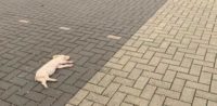 Totes Schwein vor Moschee in Vechta gefunden ©Facebook, bearbeitet by iQ