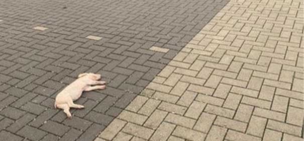 Totes Schwein vor Moschee in Vechta gefunden ©Facebook, bearbeitet by iQ