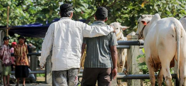 Muslime erreichen Millionen von Bedürftigen mit Kurban-Spenden (c)Shutterstock, bearbeitet by iQ