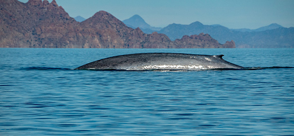 Symbolbild: Wal "Timmy" gestrandet © shutterstock, bearbeitet by iQ.